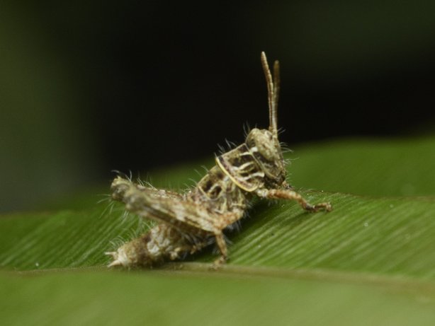 Apalacris varicornis