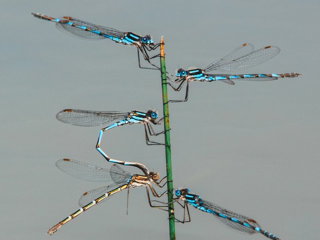 Blue Ringtail