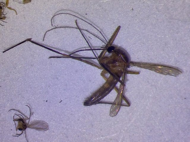 Crabhole Mosquito