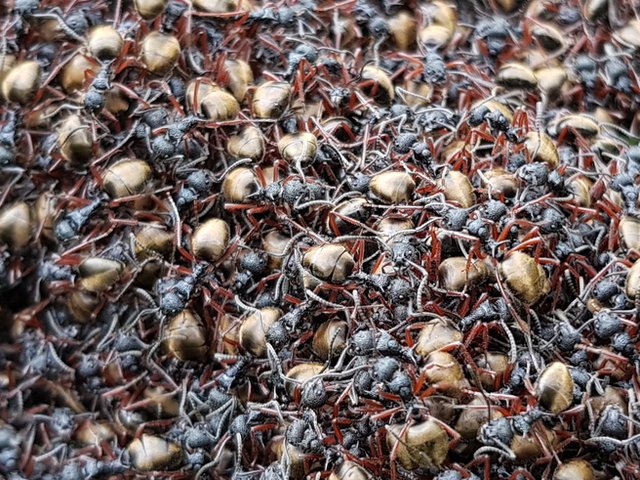 Double-Spined Dolly Ant