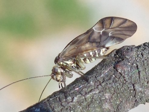 Cloudy brown barklouse