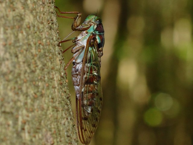 Evening Cicada